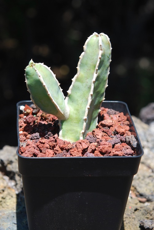 Caralluma foetida, certified rooted cuttings, from 6" pot - Click Image to Close
